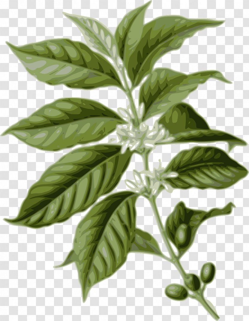 Coffee-leaf Tea Coffee Bean Arabica - Tree Transparent PNG