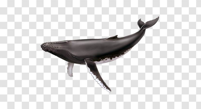 Saguenay–St. Lawrence Marine Park Cetacea Humpback Whale Blue Tadoussac - Saguenayst - Tail Transparent PNG