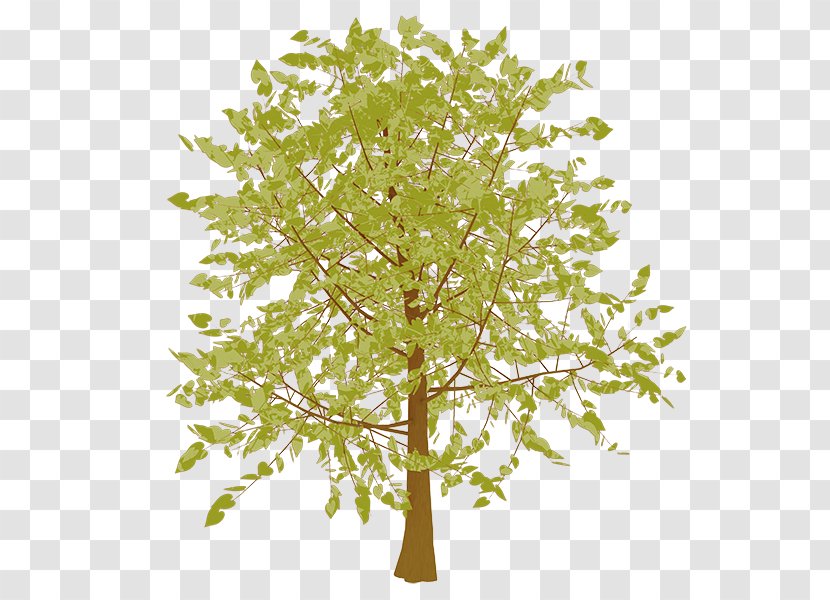 Twig Broad-leaved Tree Leaf Birch - Christmas Transparent PNG