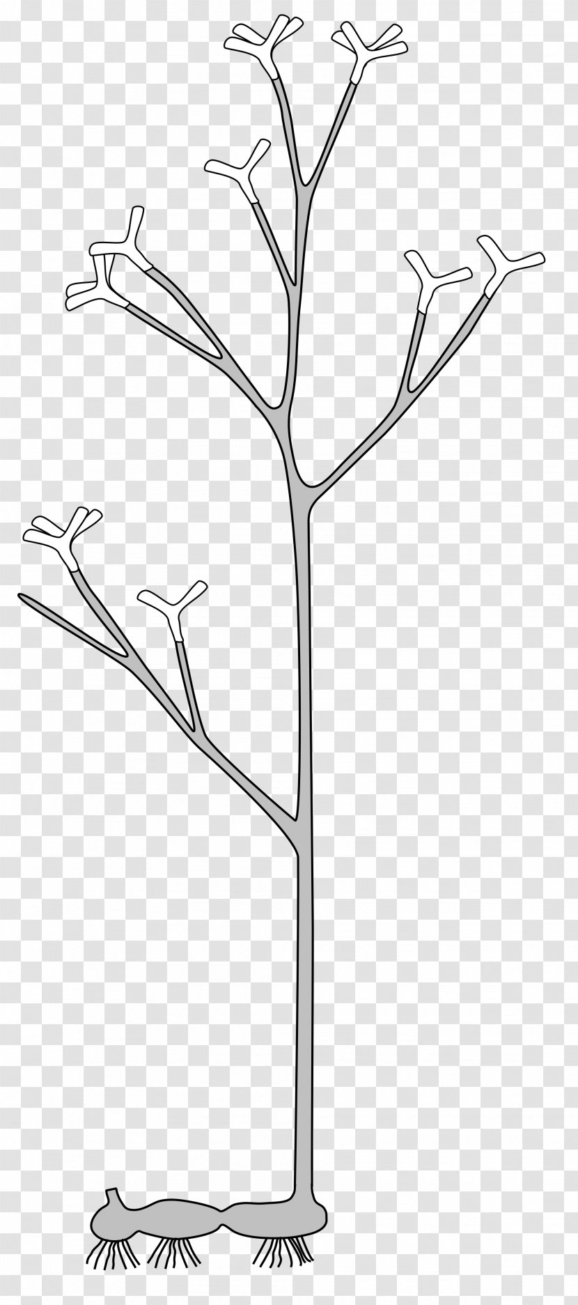 Rhynie Chert Horneophyton Protracheophyta Cooksonia Vascular Plant - Drawing - Line Art Transparent PNG
