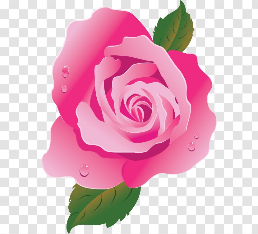 Garden Roses Pink Centifolia Drawing - Rose Order - Flower Transparent PNG