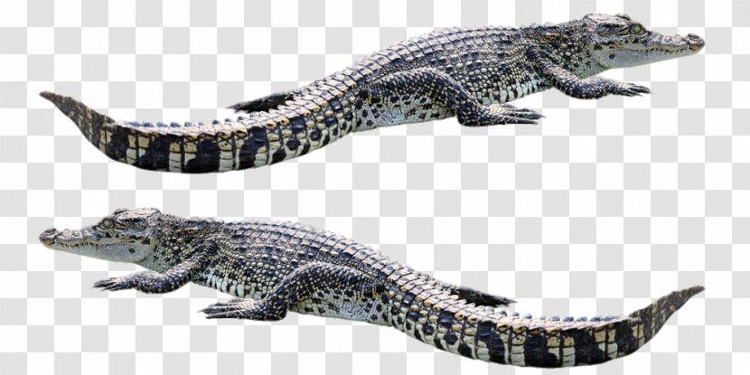 Saltwater Crocodile Chinese Alligator - Two Transparent PNG