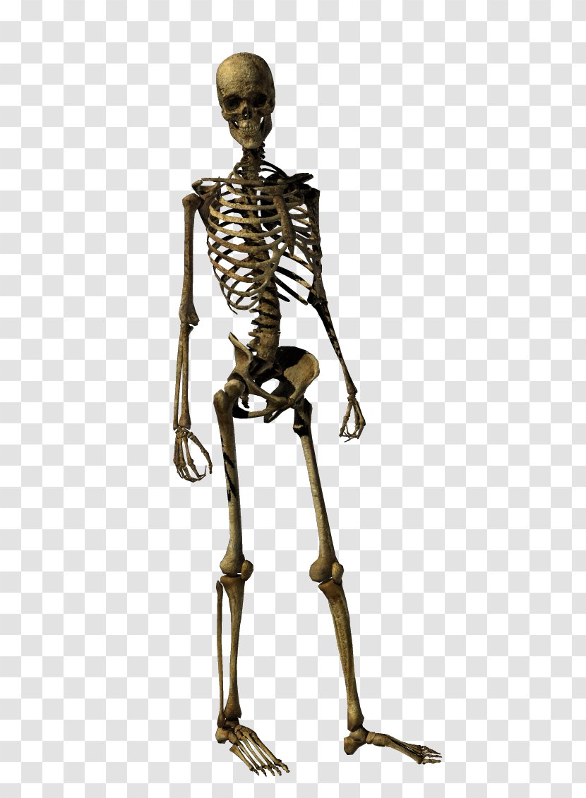 Human Skeleton Bone Skull - Classical Sculpture Transparent PNG