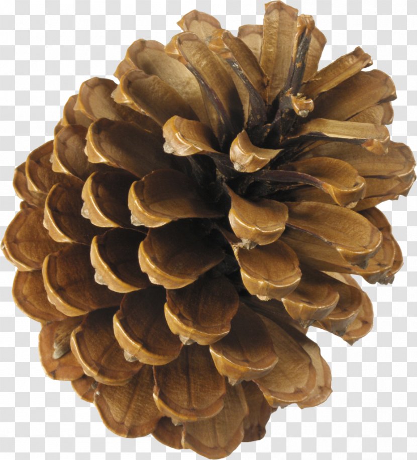 Conifer Cone Clip Art Pine Spruce - Family - Dewasa Menangis Cemara Kerucut Transparent PNG