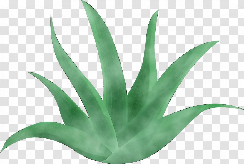 Agave INAV DBX MSCI AC WORLD SF Plant Stem Aloe Vera Leaf - Flower - Houseplant Transparent PNG