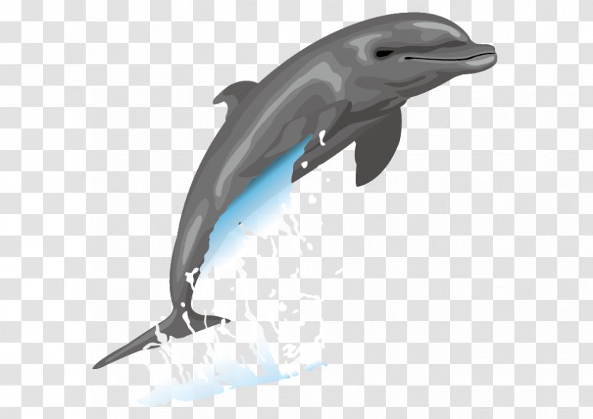 Dolphin Free Content Drawing Clip Art - Cartoon - Vector Dolphins Transparent PNG