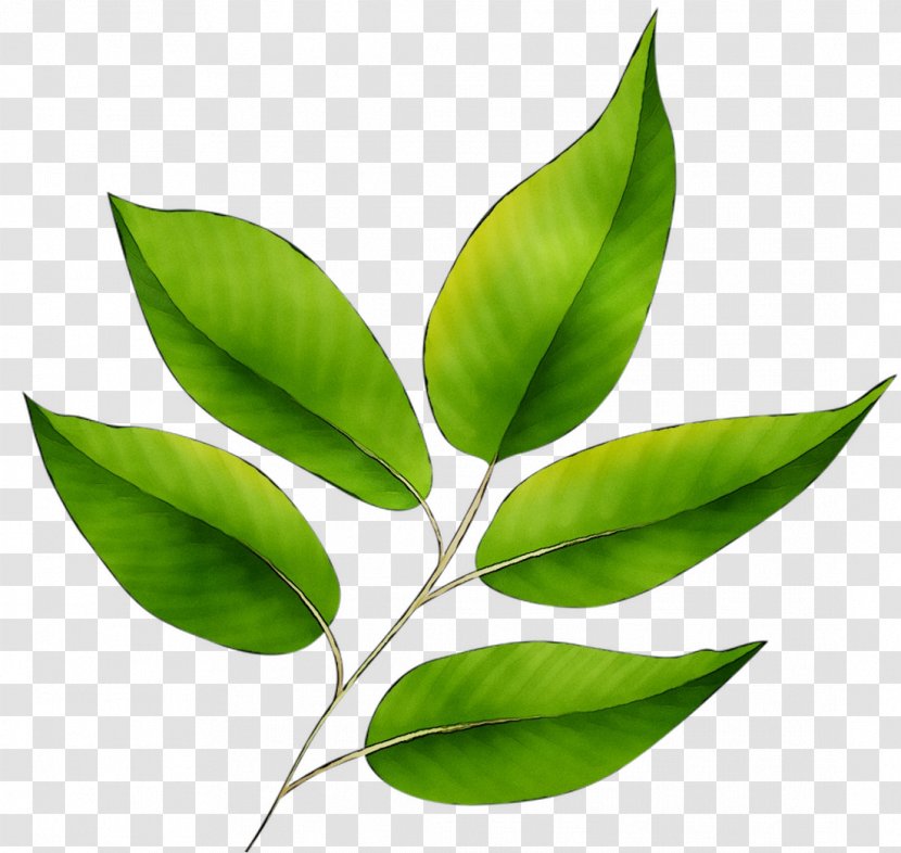 Leaf Plant Stem Plants - Flowering Transparent PNG
