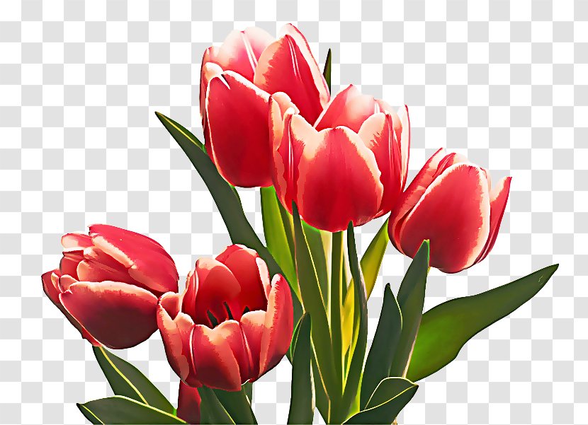 Flower Flowering Plant Petal Tulip - Lady Cut Flowers Transparent PNG