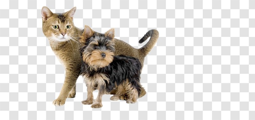 Yorkshire Terrier Kitten Cat Dog Grooming Pet - Puppy Transparent PNG