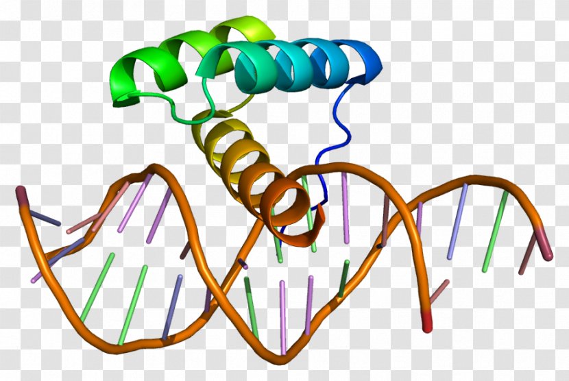 Msh Homeobox 2 MSX1 Gene Protein Transparent PNG