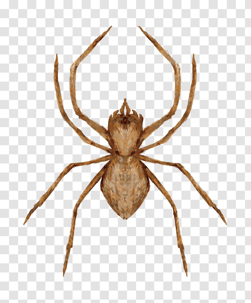 European Garden Spider Barn Tangle Web Wolf - Arachnid - Pest Transparent PNG