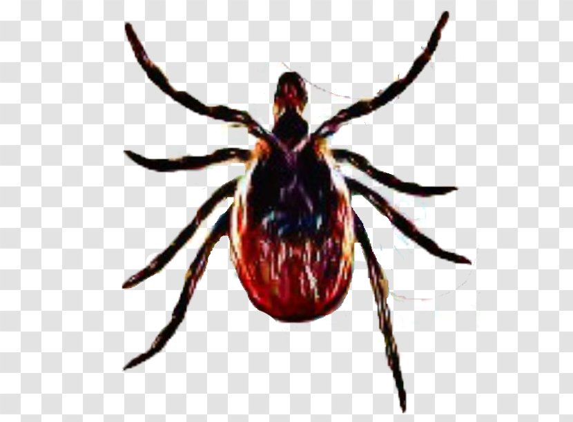 Deer Tick Virus Tick-borne Disease Lyme Transparent PNG