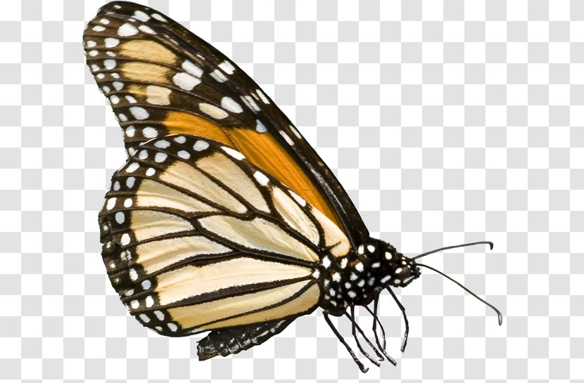 Monarch Butterfly Pieridae Moth Alabama - Caterpillar Transparent PNG