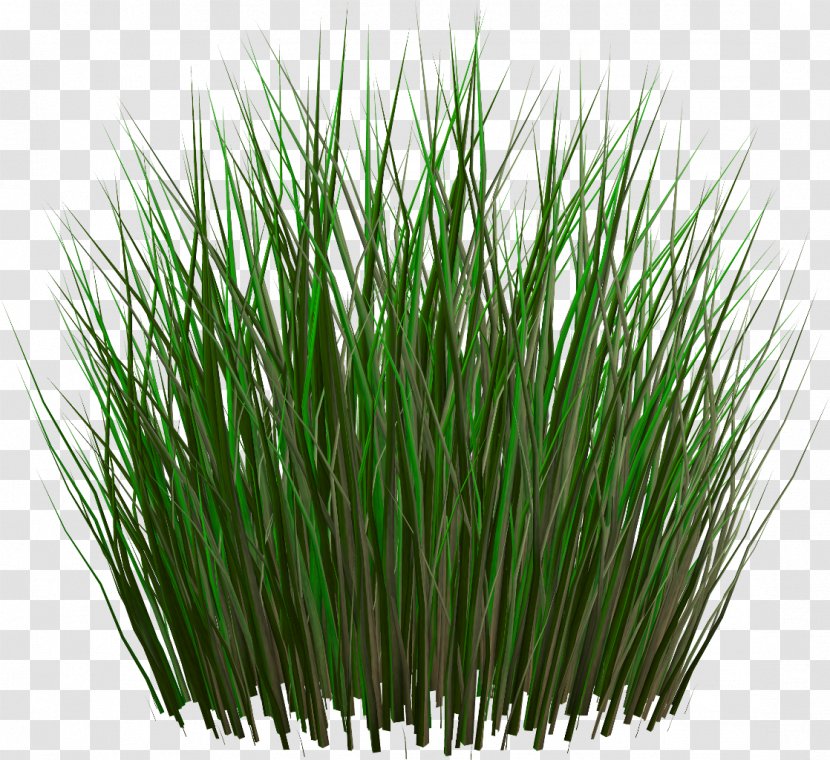 Grasses Lawn Ornamental Grass Fountain - Sweet - Plant Transparent PNG