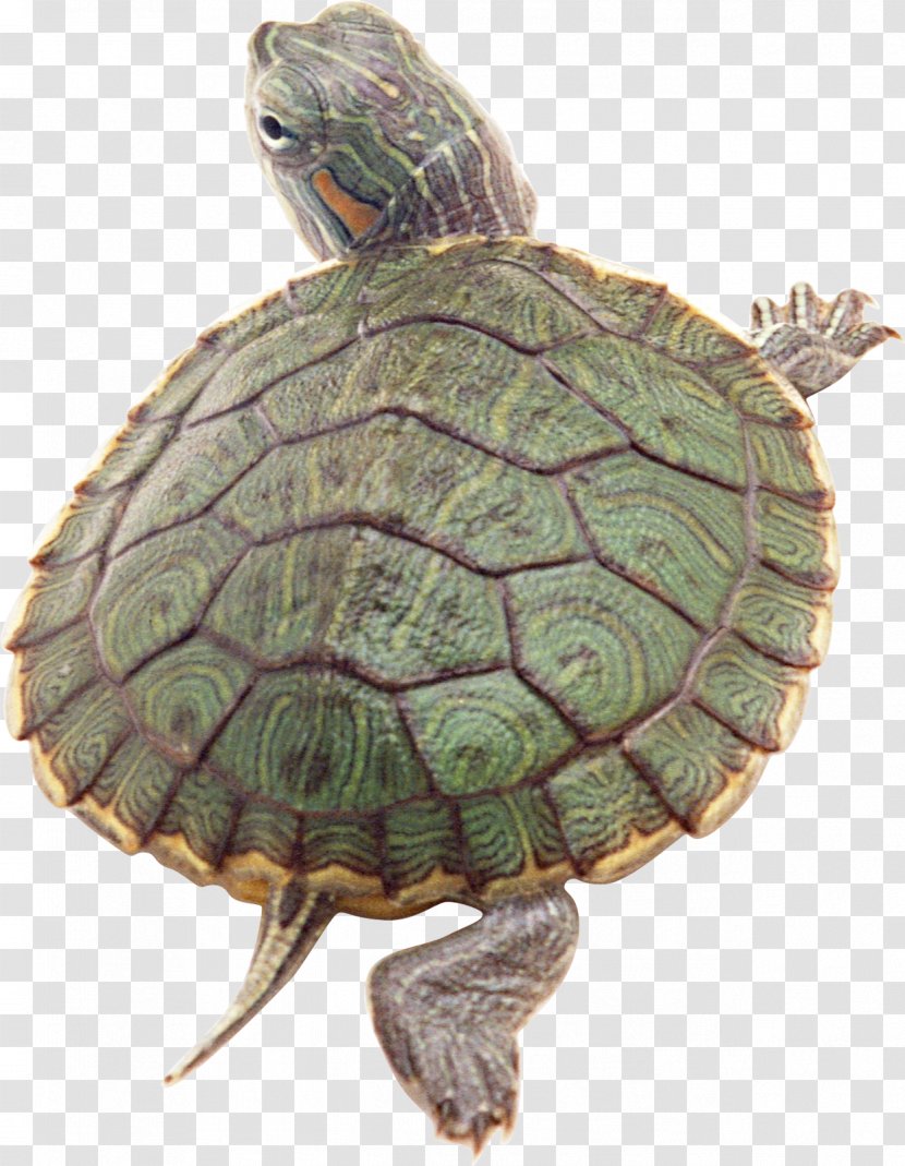 Box Turtles Reptile Red-eared Slider Tortoise - Redeared - Turtle Transparent PNG