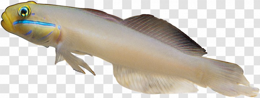 Fish - Tail - Rgb Color Model Transparent PNG