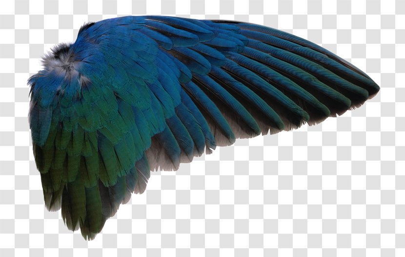 Bird Wing Feather Clip Art - Flight Transparent PNG