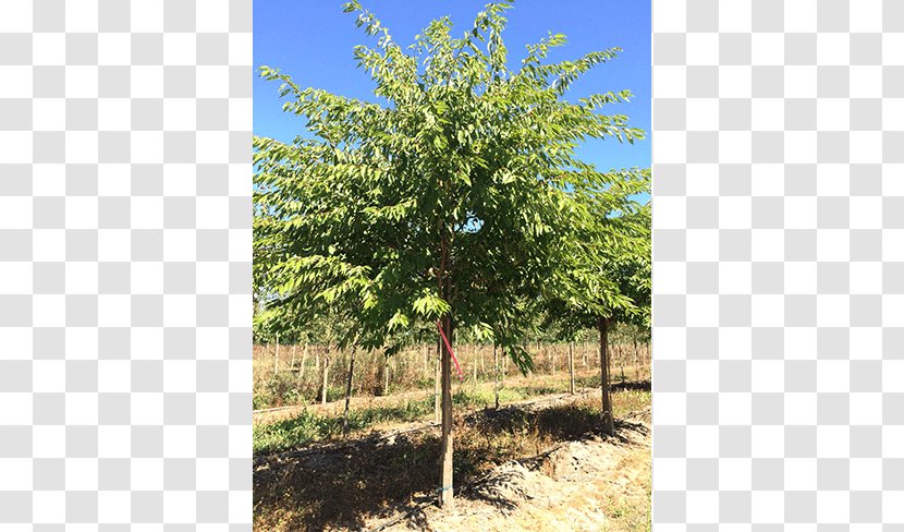 Oak Shade Tree Elm Shrub - Deciduous Specimens Transparent PNG