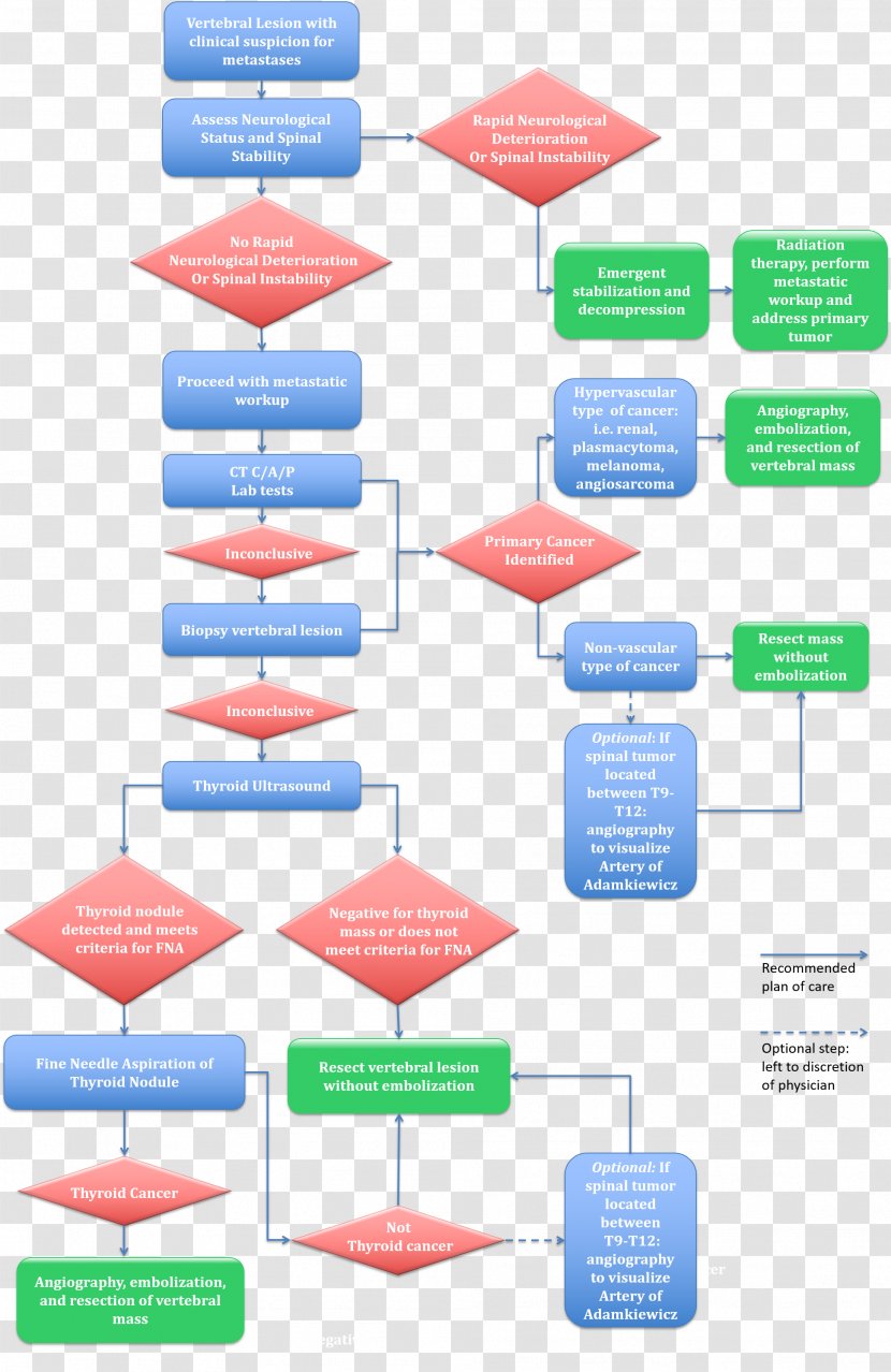 Human Vertebral Column Metastasis Flowchart Spinal Tumor - Thyroid Cancer Transparent PNG