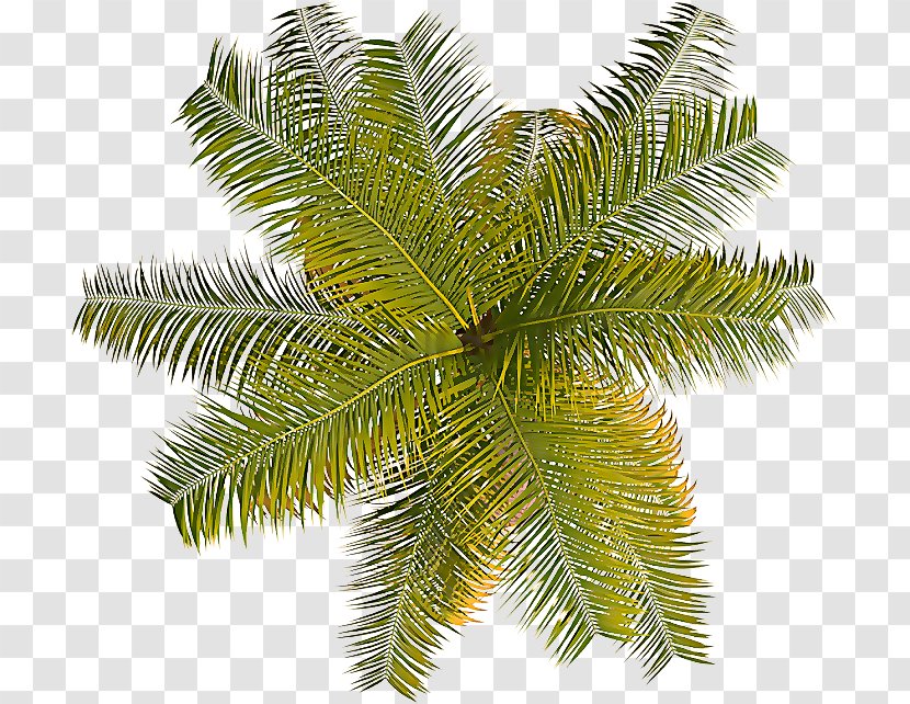 Palm Tree - Woody Plant - Branch Arecales Transparent PNG