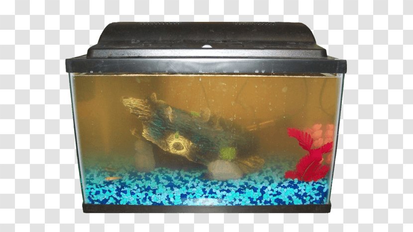 Siamese Fighting Fish Heater Aquarium Filters Transparent PNG