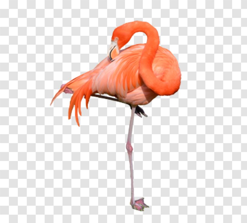 Flamingo Clip Art - Display Resolution - Cleanup Feathers Transparent PNG