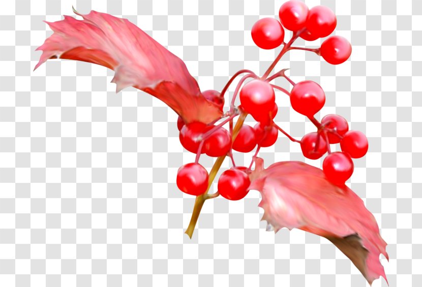 Fruit Cherry - Petal - Cranberry Transparent PNG