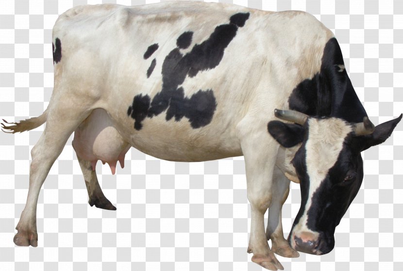 Taurine Cattle Milk Lossless Compression Clip Art Transparent PNG