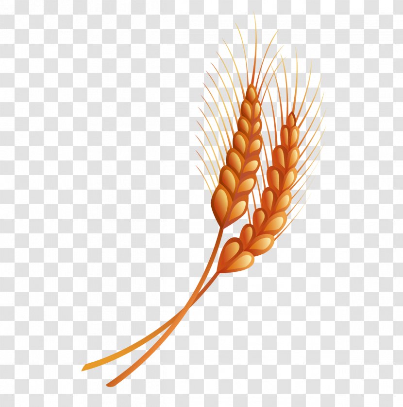 Drawing - Commodity - Hand Drawn Vector Material Wheat Transparent PNG