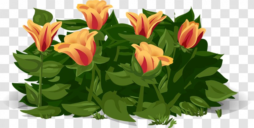 Tulip Flower Plant - Lily Family Transparent PNG
