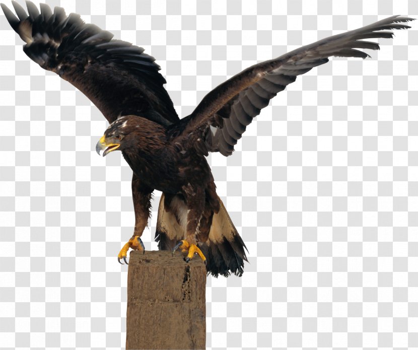 Northern Goshawk Bird Of Prey Haast's Eagle Falconiformes - Wing - Philadelphia Eagles Transparent PNG