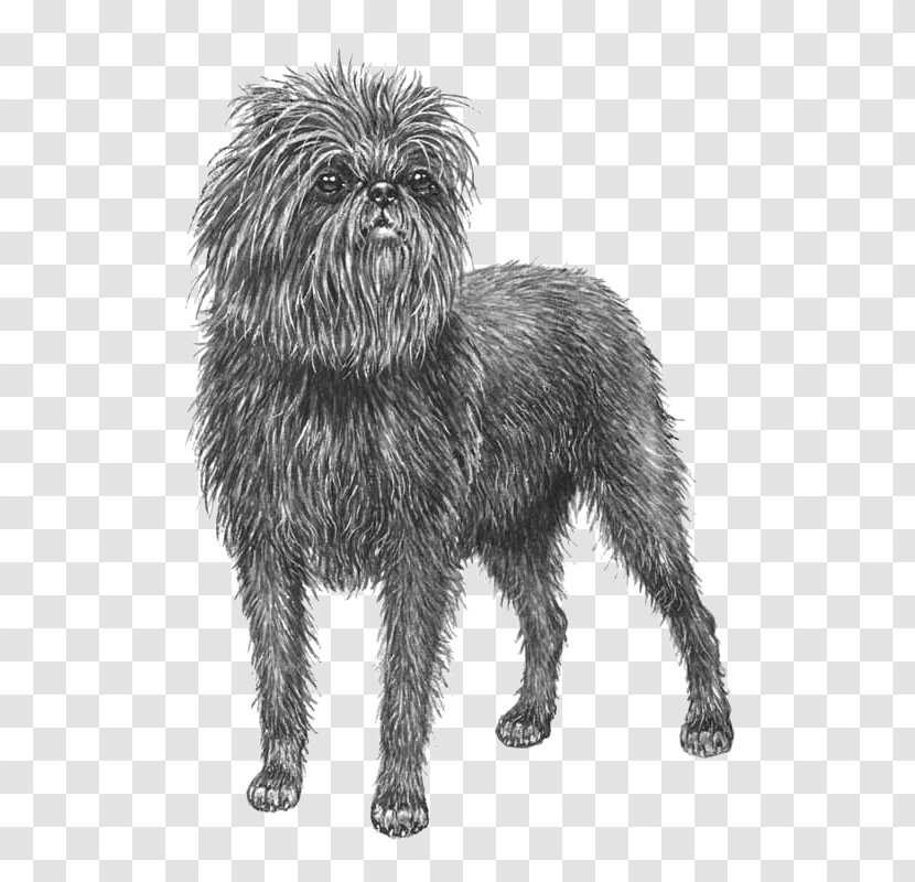 Cairn Terrier Affenpinscher Glen Little Lion Dog Schnoodle - Poodle - Puppy Transparent PNG