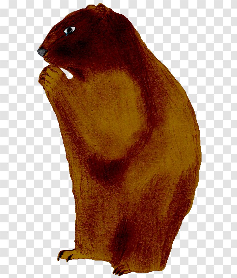Beaver Marmot Fur Beak Snout - Rodent Transparent PNG