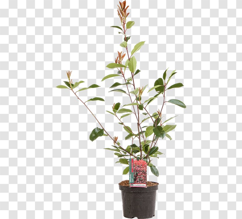 Red Tip Photinia Branch Fotolia Shrub Royalty-free - Royalty Payment Transparent PNG