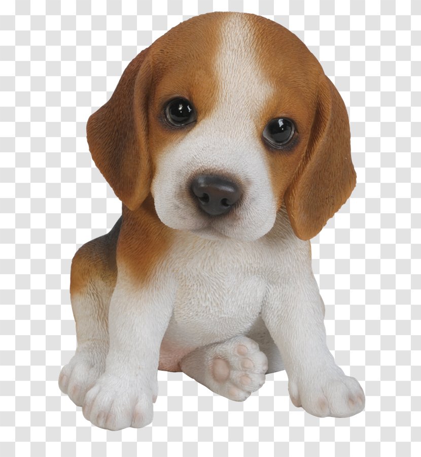 Beagle Puppy Harrier Yorkshire Terrier Pug - Hound - Cute Dog Transparent PNG