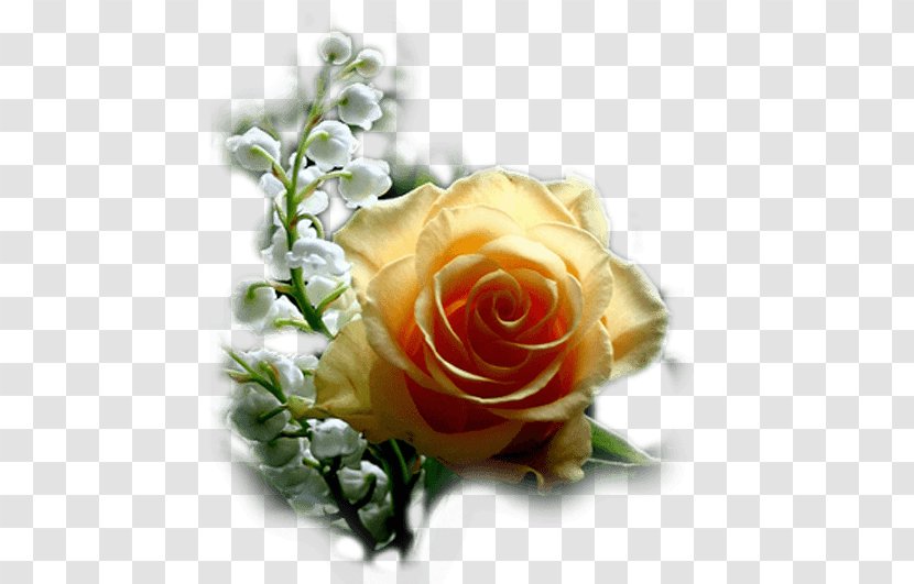Rose Desktop Wallpaper Flower - Orange Transparent PNG