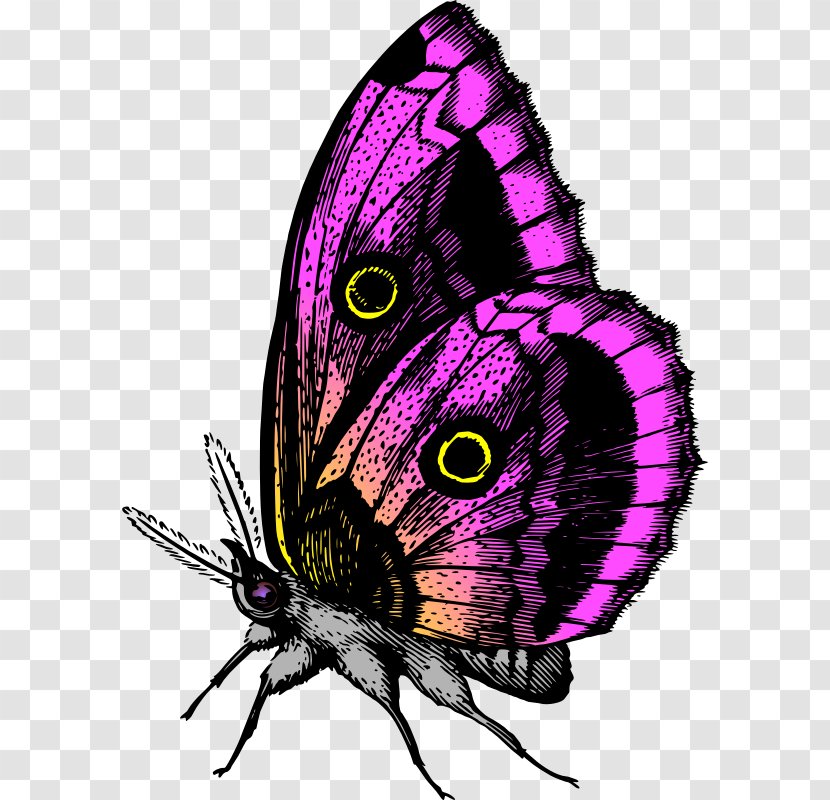 Butterfly Clip Art - Printing Transparent PNG