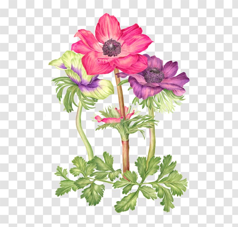 Watercolor Painting Watercolour Flowers - Plant Stem Transparent PNG