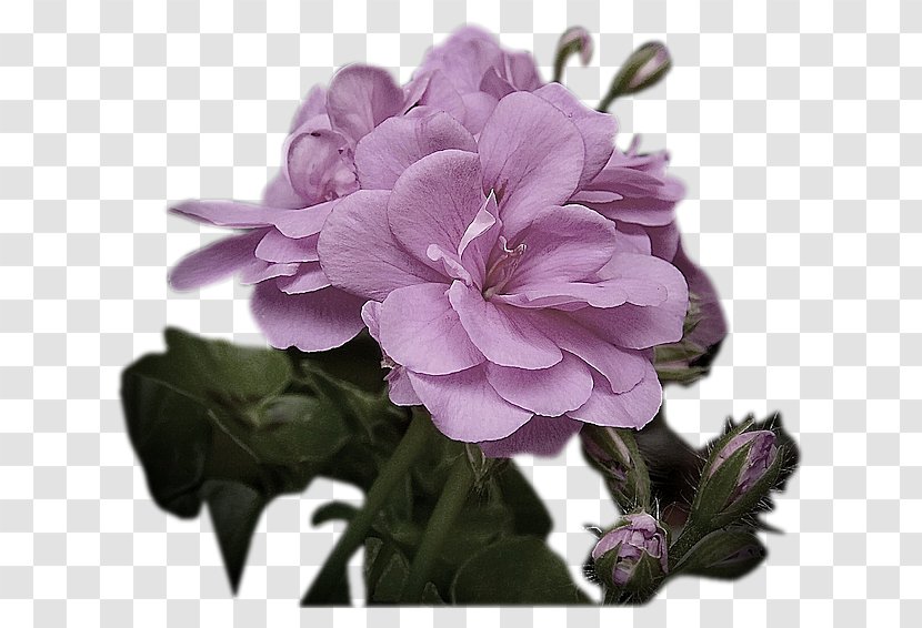 Flower Lunar Calendar Shrub Mauve Herbaceous Plant - Pink - Violet Transparent PNG