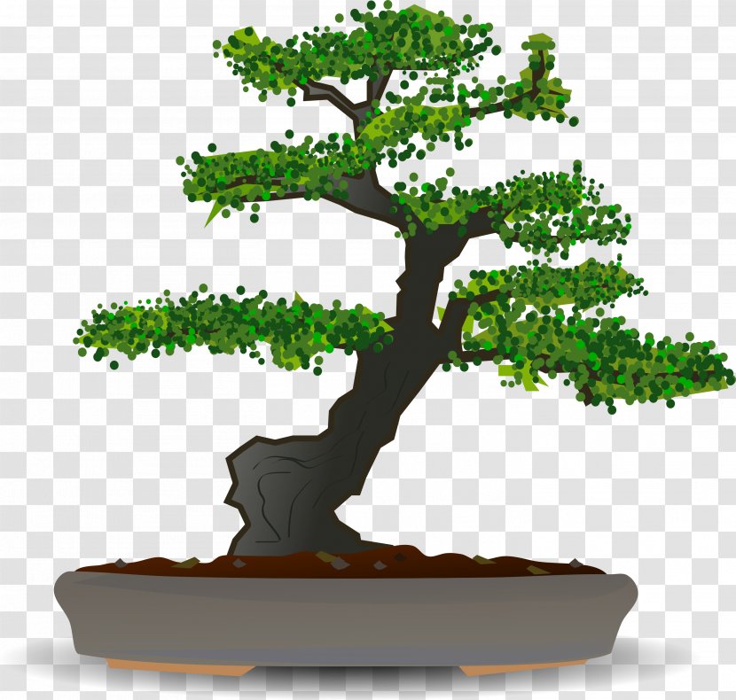 Bonsai Tree Sageretia Theezans Clip Art - Woody Plant Transparent PNG