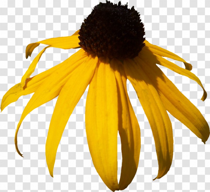 Blackeyed Susan Clip Art - Royaltyfree - Yellow Daisy Pictures Transparent PNG
