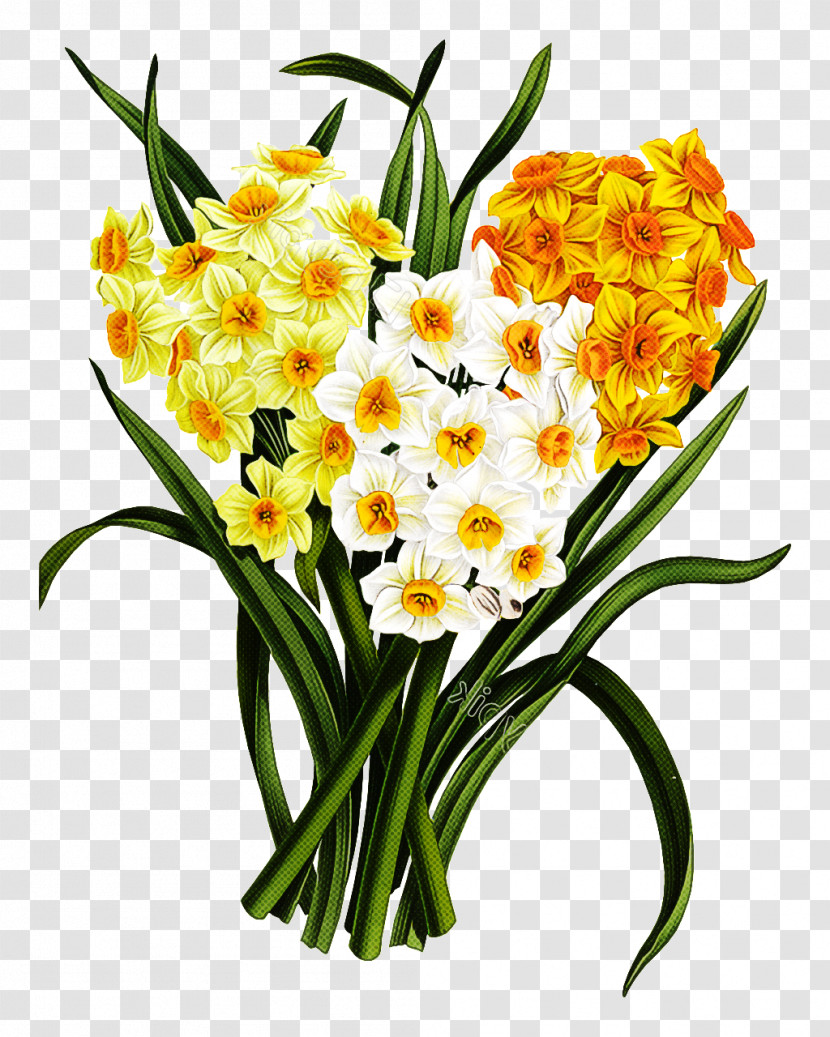 Flower Plant Cut Flowers Yellow Narcissus Transparent PNG