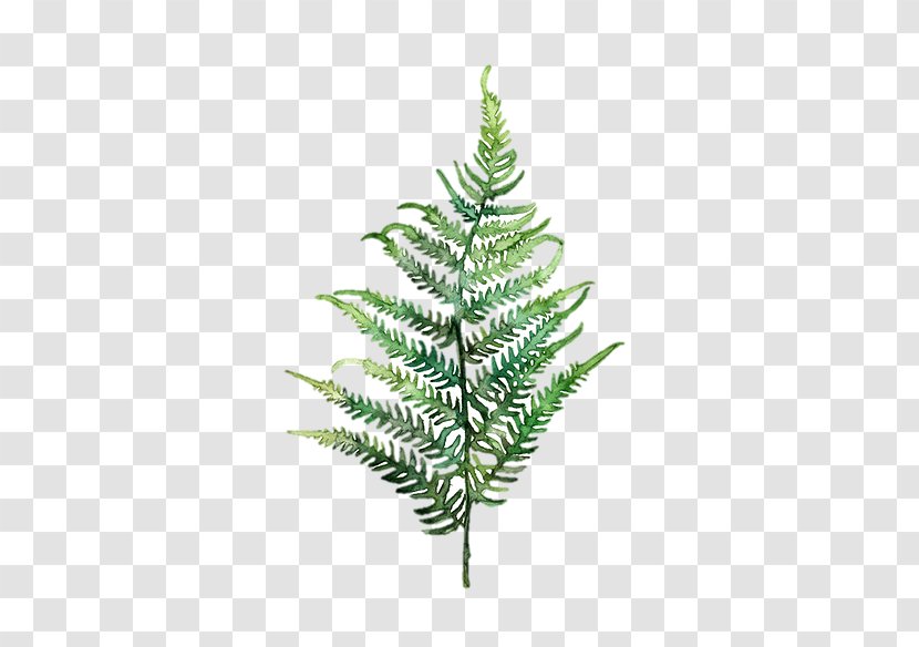 Fern Watercolor Painting Art Leaf Transparent PNG