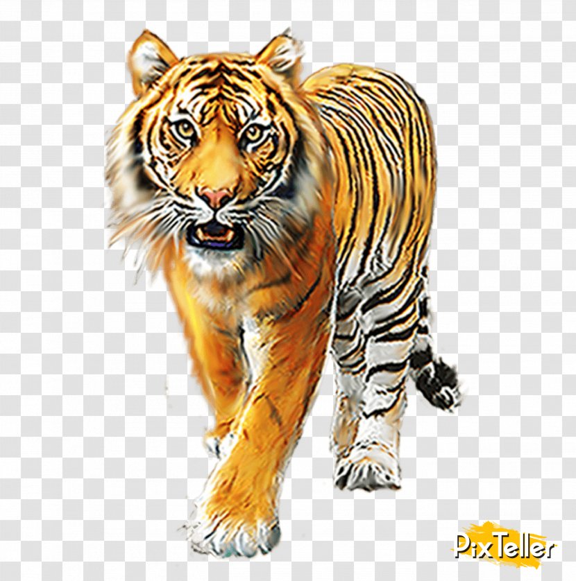 Tiger Lion Image Jaguar - Terrestrial Animal Transparent PNG