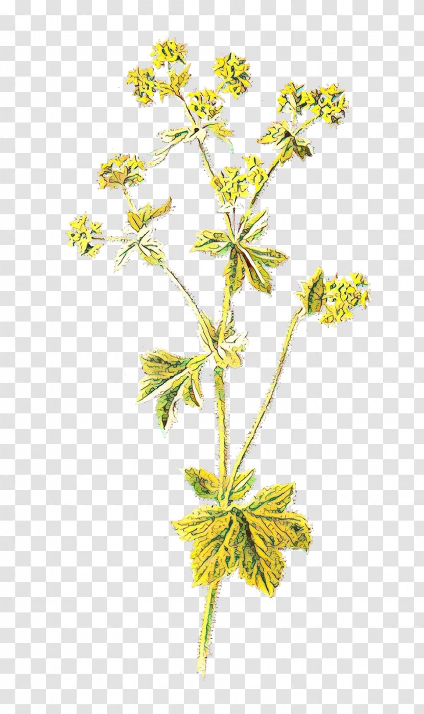 Garden Lady's-mantle Illustration Flower Drawing Image - Alchemilla Vulgaris Transparent PNG