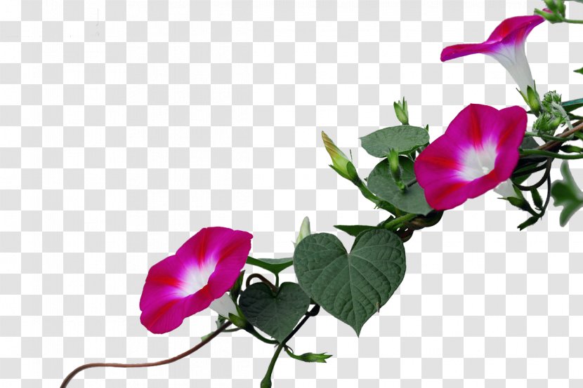 Garden Roses Ipomoea Nil Purple - Frame - Trumpet Transparent PNG
