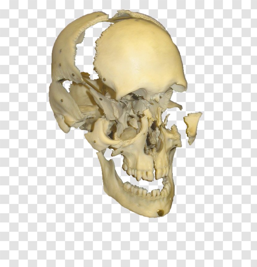 Skull Skeleton Bone Photography - Jaw - Skulls Transparent PNG
