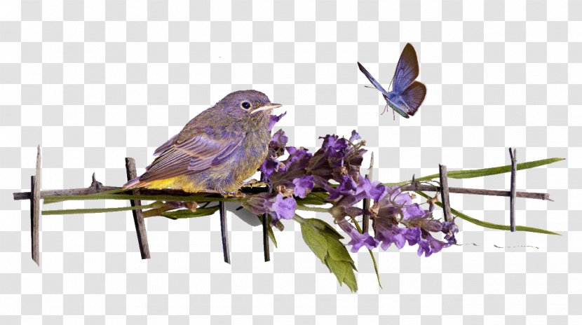 Picture Frames Image GIF Photograph - Bird - Provence Transparent PNG