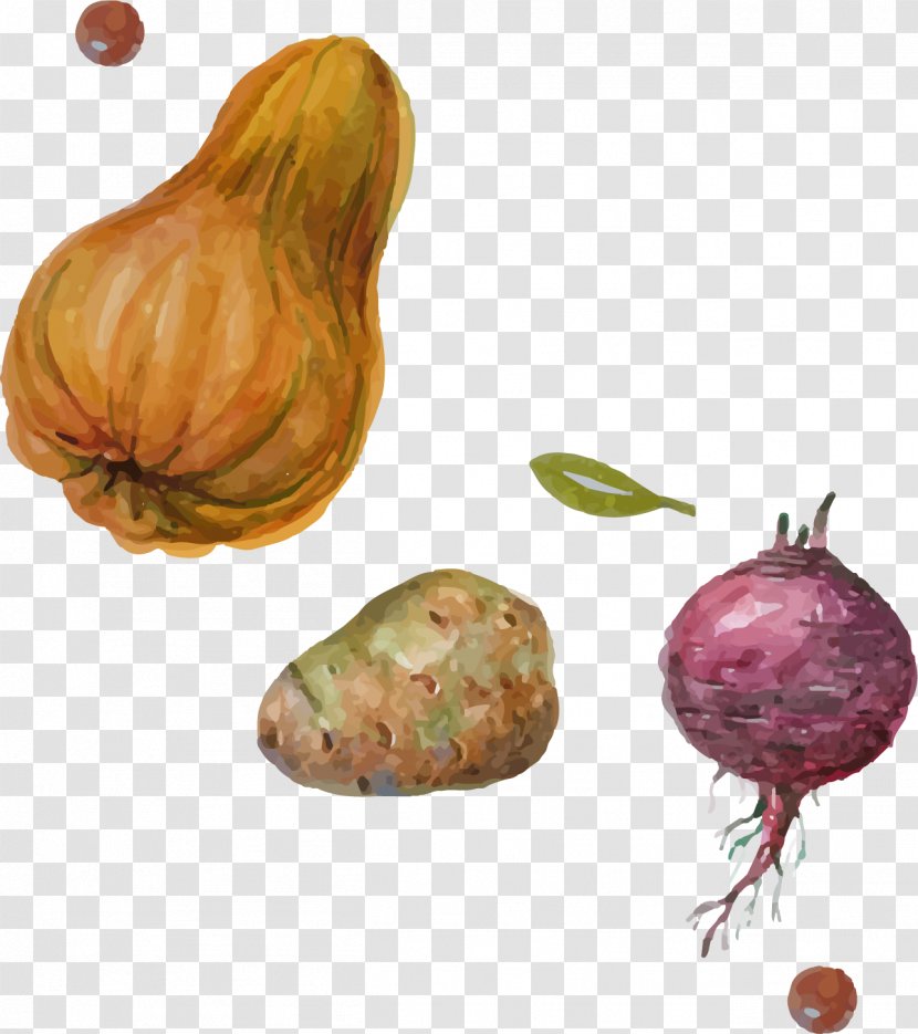 Shallot Pumpkin Vegetable - Onion Potato Vector Elements Transparent PNG