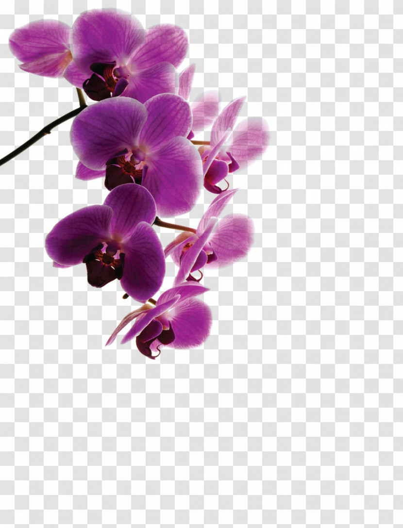 Flower Violet Purple Plant Petal Transparent PNG